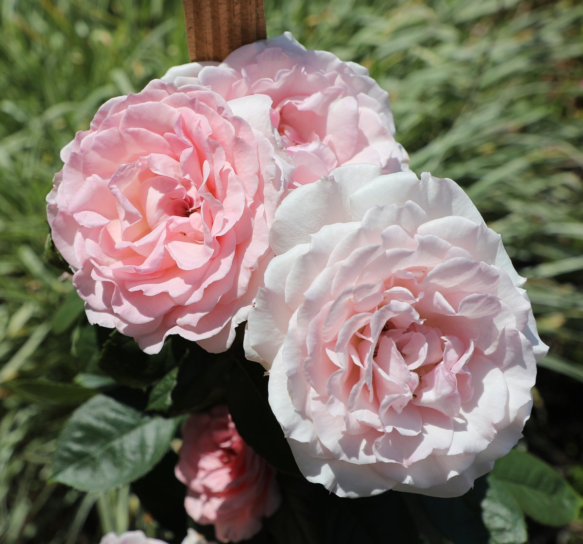 Altman_Plants's tweet photo. Congratulations to breeder Ping Lim, our Director of Ornamental Plant Research, and our rose team. This month, the True Devotion #rose was awarded the Best Climbing Rose at the American Rose Center 2023 International Rose Trials in Shreveport, La. https://t.co/CFvyjGncKC