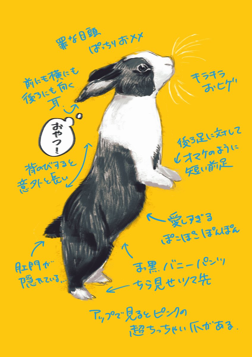 たっちしたうさぎさんも可愛んだな～～💛🖤🤍