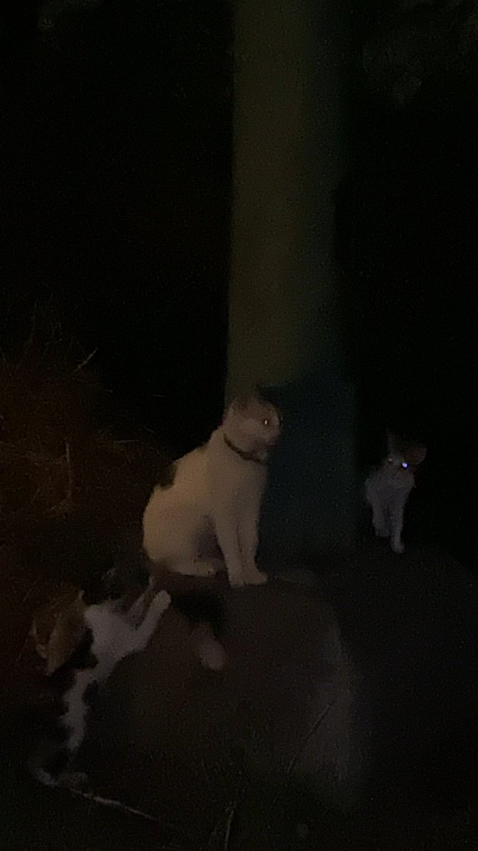 Geo593's tweet photo. Hay una gatita con un par de gatitos cerca del parque Samanes abandonados, la gata tiene un collar están asustados @RescateAnimalEC https://t.co/Bbvr6dtqym