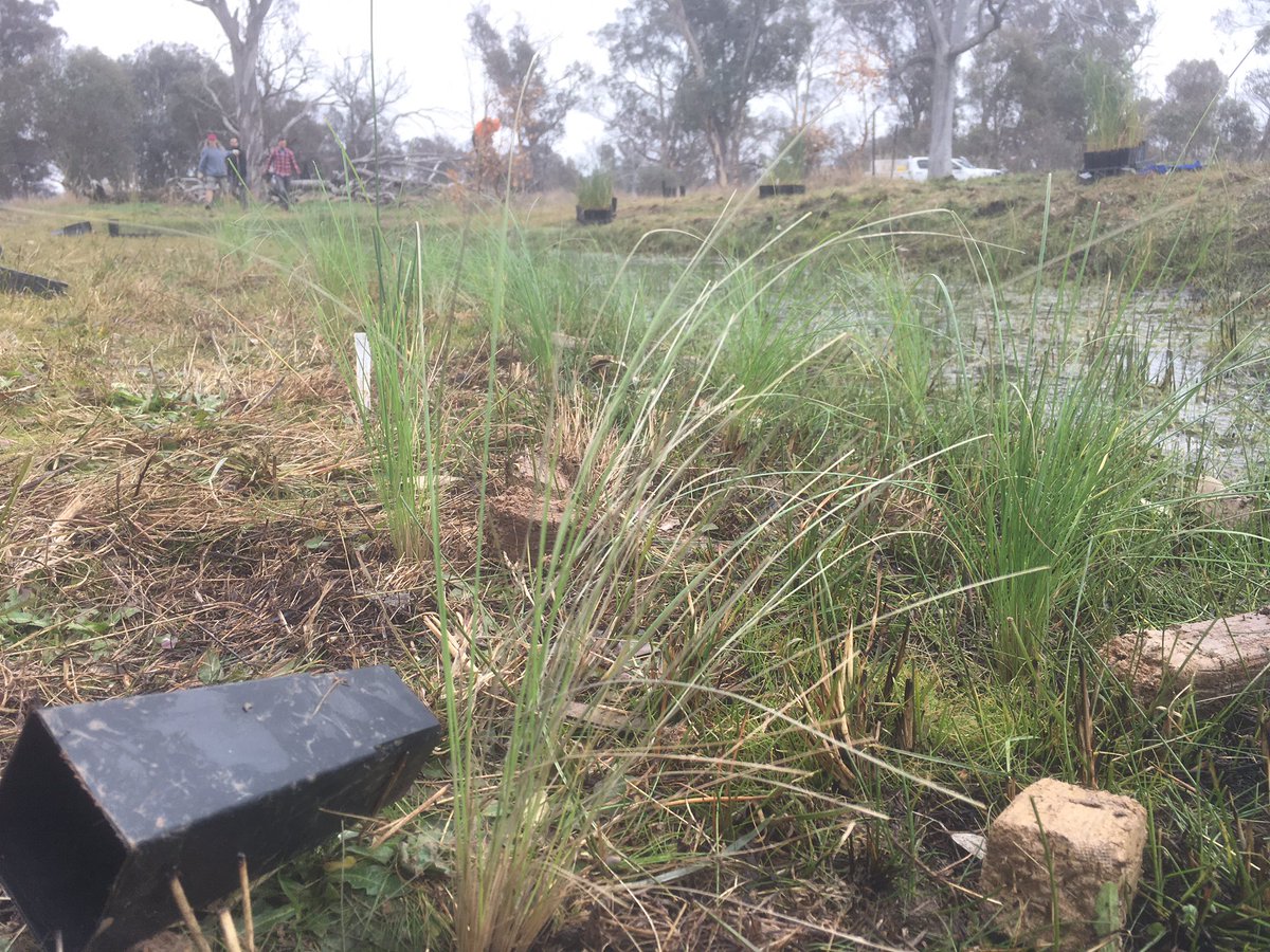 We’re planting native grasses at @MulligansFlat for @BrianBettong and his friends 🦘🌱