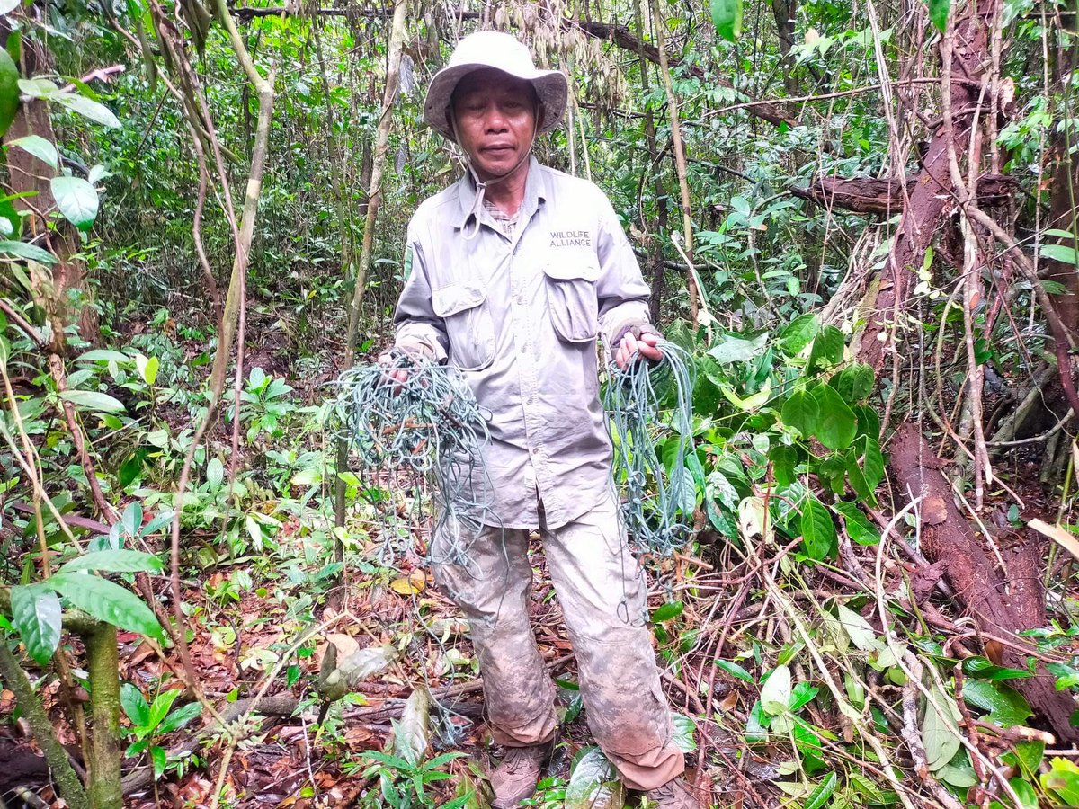 elehelp's tweet photo. Ironically given the big Gov.t #ZeroSnaring campaign ongoing #Snaring pressure for #Bushmeat appears to be increasing on the southern boundary of our #ElephantCorridor. Our #Rangers are out there daily saving #Wildlife! https://t.co/40Roea6XkH