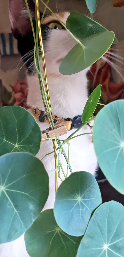 ModEnchantment's tweet image. Today&apos;s studio vibes.