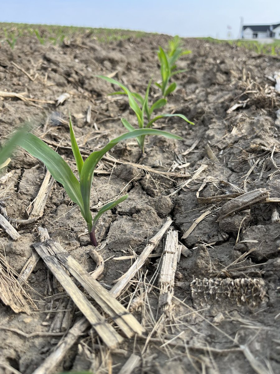 Things are starting to take off around here! #plant23 #corn