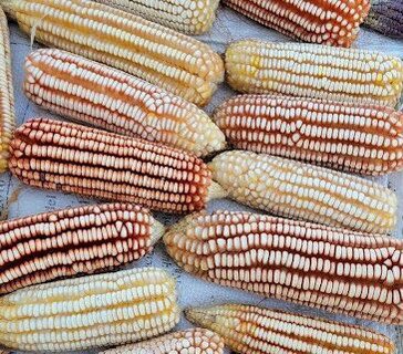 Maíz coyote. Sus mazorcas son medianas, entre 14 y 16 cm de largo, sus plantas son de una altura promedio de 2.5 m. La mazorca es blanca con pigmentación rojas, naranjas o amarillas. Es un grano de buen peso, ya que tiene intervención de material híbrido.
👉🏾 Marcos Cortez Bacilio
