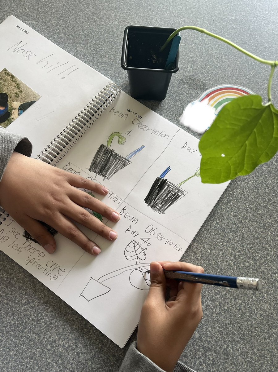 MissMaslak's tweet photo. Check out our bean observation journal! We documented our observations on 4 different days during their growing. Today our bean plants went home 🏡 https://t.co/O7awCWioIE