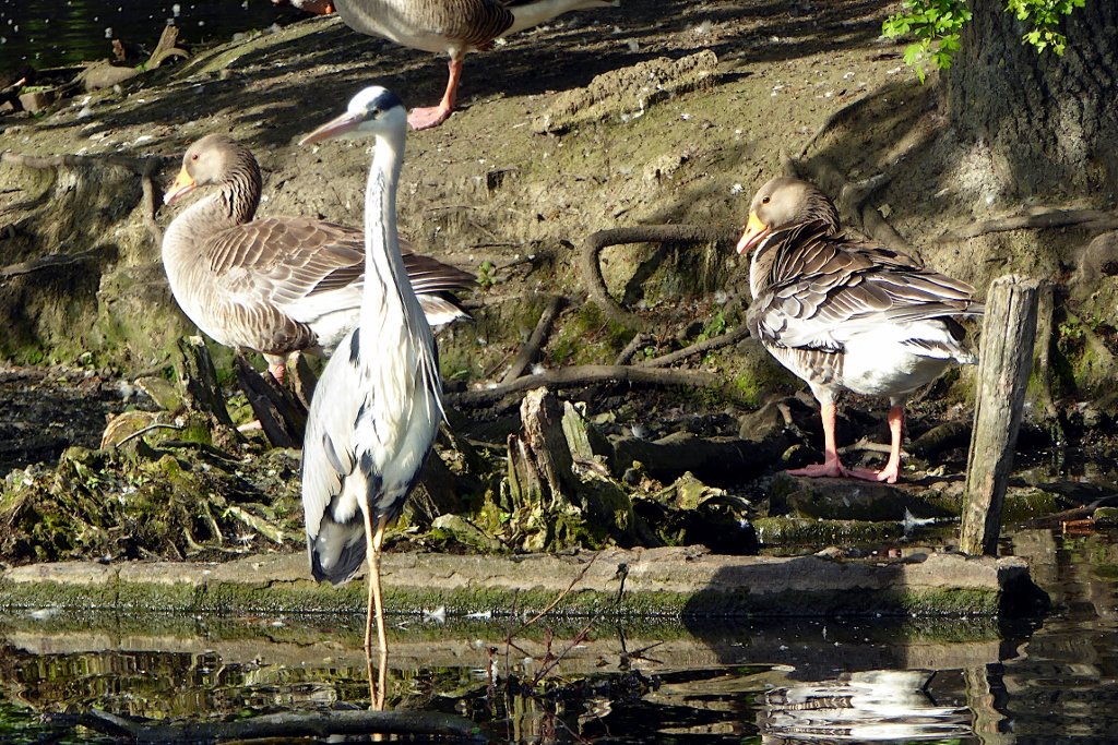 FurnerStephen's tweet photo. A heron was enjoying itself basking in the golden late afternoon sunshine while I was out for a walk in Lordship Recreation Ground. https://t.co/rXdX61ysBN