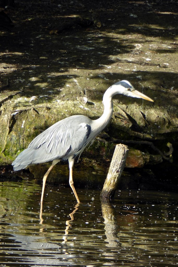FurnerStephen's tweet photo. A heron was enjoying itself basking in the golden late afternoon sunshine while I was out for a walk in Lordship Recreation Ground. https://t.co/rXdX61ysBN