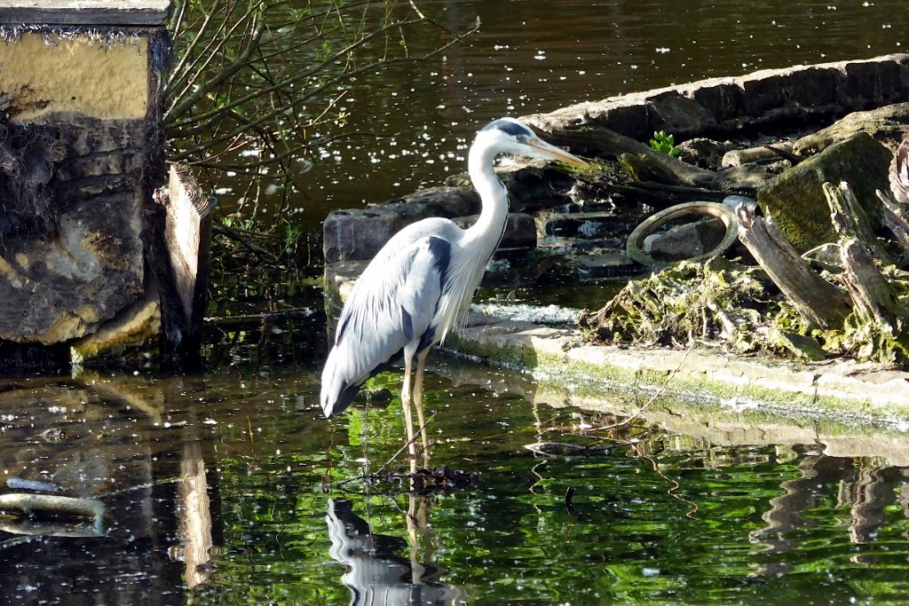 FurnerStephen's tweet photo. A heron was enjoying itself basking in the golden late afternoon sunshine while I was out for a walk in Lordship Recreation Ground. https://t.co/rXdX61ysBN