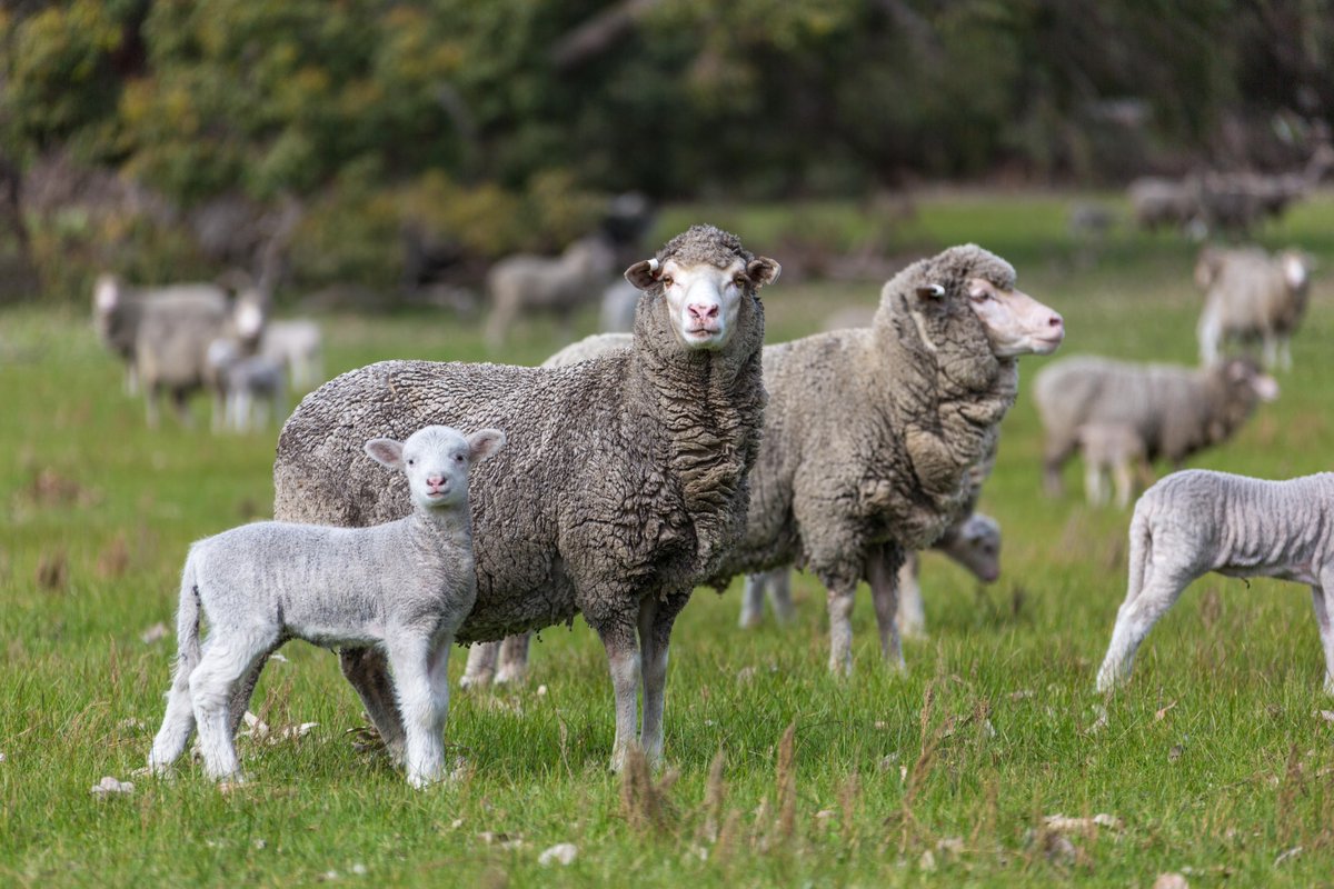 Get the updated Lambing Planner app today – your best practice guide for lambing. To find out how, visit agric.wa.gov.au/management-rep…