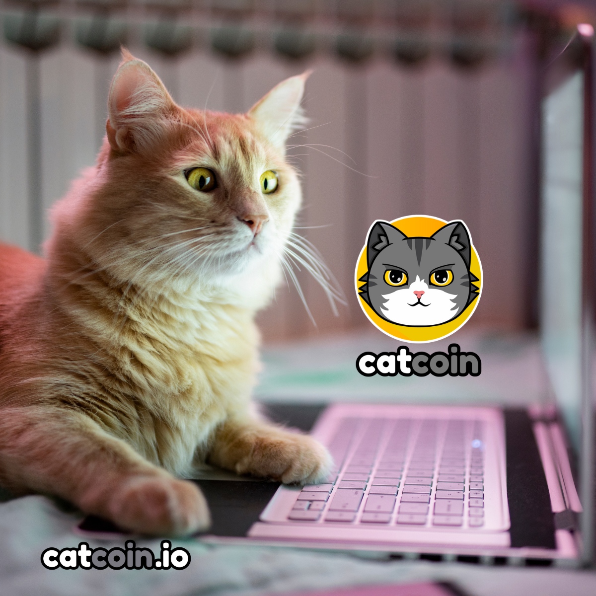 If $CATS could be your #crypto consultant, they'd make sure you have #Catcoin.