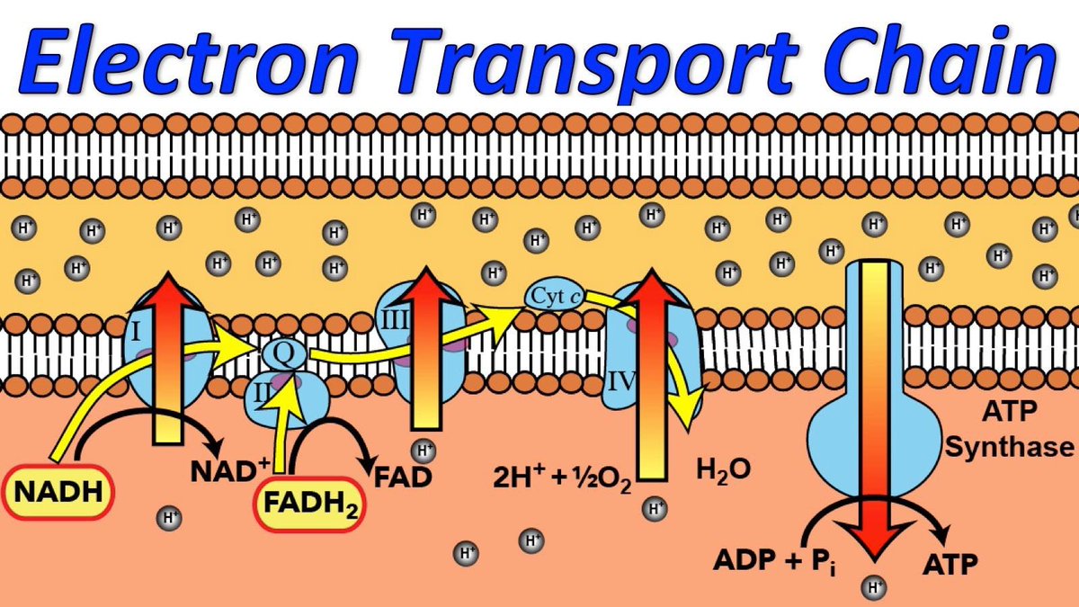Mitochondria tunnel electrons at the inner mitochondrial membrane to generate an electrical current. NADH is a hydrogen carrying dinucleotide that transfers hydrogen from the food to cytochrome proteins.

ANYTHING THAT IMPEDES THE TRANSFER OF ELECTRONS CAUSES THE LOSS OF PROTONS
