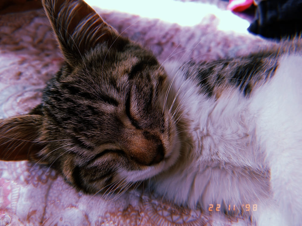 EPA_Chile's tweet photo. La lucha de una familia para sacar adelante a Nozomi Sen, joven gatita con dolencias y un diagnóstico de salud incierto
#AyudaAnimal #Campañas #Gatos #TenenciaResponsable #EPAteayuda #EPAnews #EPAChile
https://t.co/LtmUQM64zt https://t.co/IWVgSQyypu