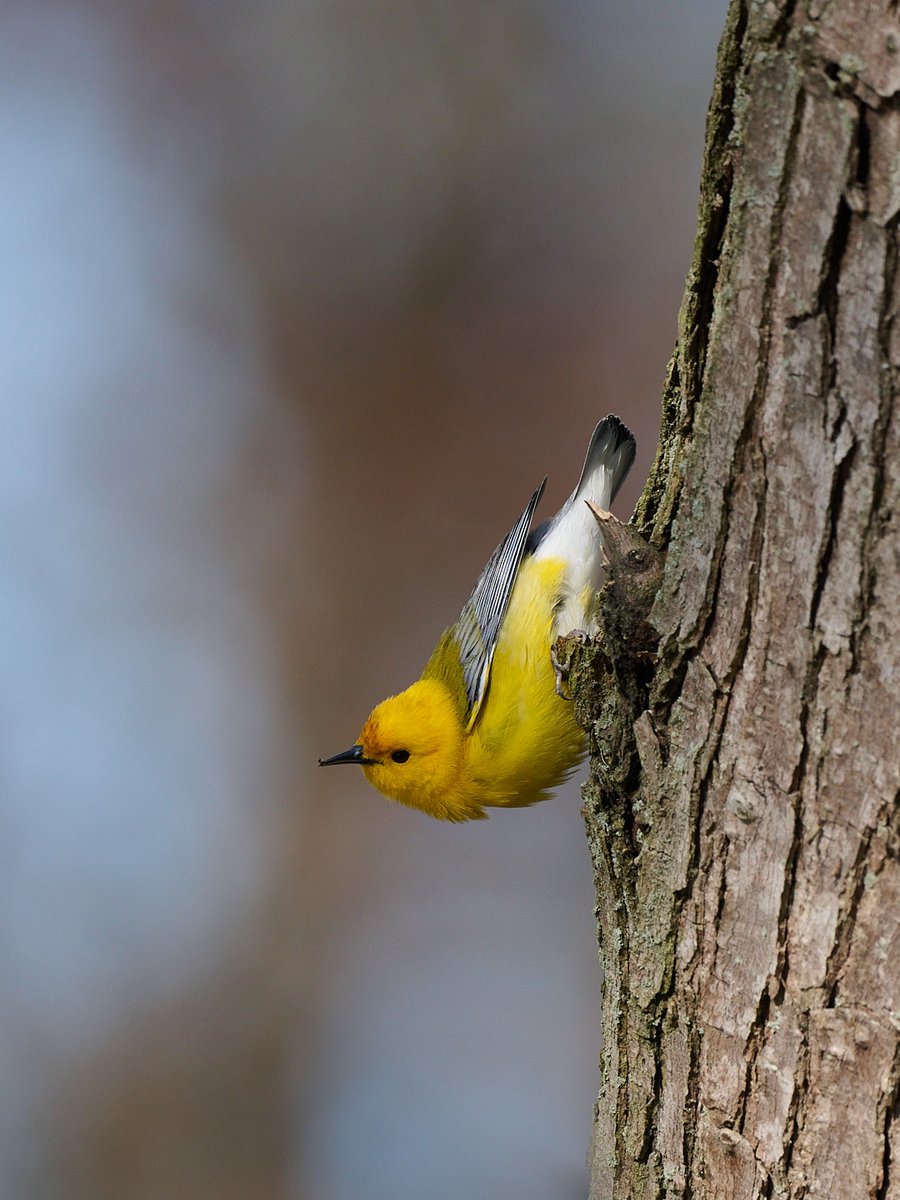 BazzasPhotoLife's tweet photo. A very interesting nuthatch, indeed!  😆

𝐏𝐫𝐨𝐭𝐡𝐨𝐧𝐨𝐭𝐚𝐫𝐲 𝐖𝐚𝐫𝐛𝐥𝐞𝐫 (𝘗𝘳𝘰𝘵𝘰𝘯𝘰𝘵𝘢𝘳𝘪𝘢 𝘤𝘪𝘵𝘳𝘦𝘢)

#prothontarywarbler #springmigration #migration #prothonotary #warbler https://t.co/wCSzftzgRR