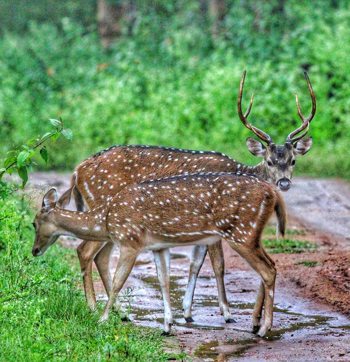 Oh 🦌 Deer! #Nagarhole