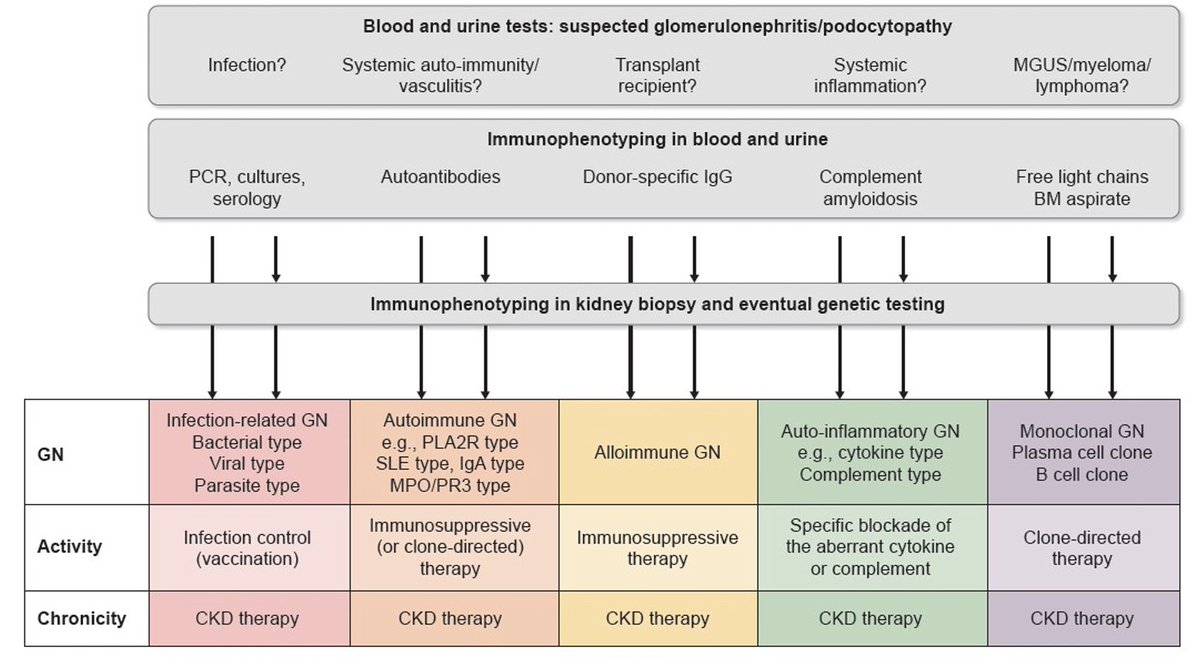 Nueva propuesta de clasificación de glomerulonefritis:

Se hace de acuerdo al mecanismo fisiopatologico más que sobre el hallazgo histológico ➡️ Tx dirigido

5 categorías:
1) Infeccioso
2) Autoinmune 
3) Aloinmune
4) Autoinflamatorio
5 Monoclonal

NDT
doi.org/10.1093/ndt/gf…