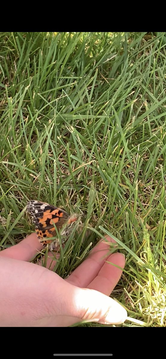 MissMcRae's tweet photo. We released our butterflies today! Raising them in our classroom has been such a fun and interactive way to learn about life cycles! 🦋 https://t.co/1L0Lx3jB4T