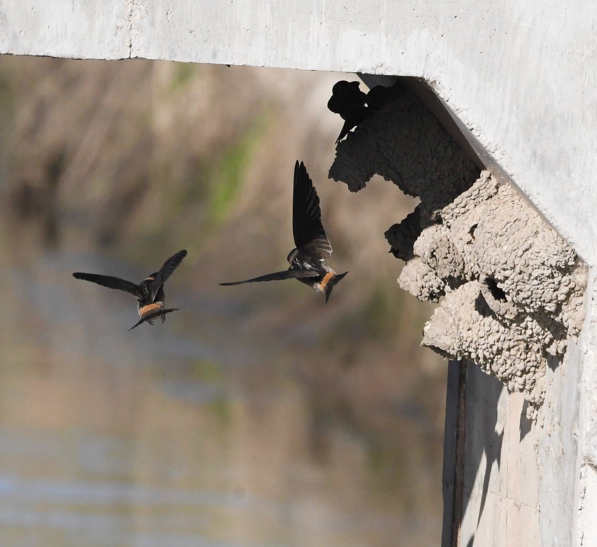 Happy Tuesday!!! 

Nikon D500
Sigma 150-600
Jesse Watkins Photography 

#waterfowl #barnswallow #redheadduck #hoodedmerganser #woodduck #duckphotography #ducksunlimited #birds #birdphotography #nikonbirds #nikonusa