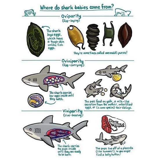 Aku suka Chenle on Twitter "Cara hiu berkembang biak itu ada 3