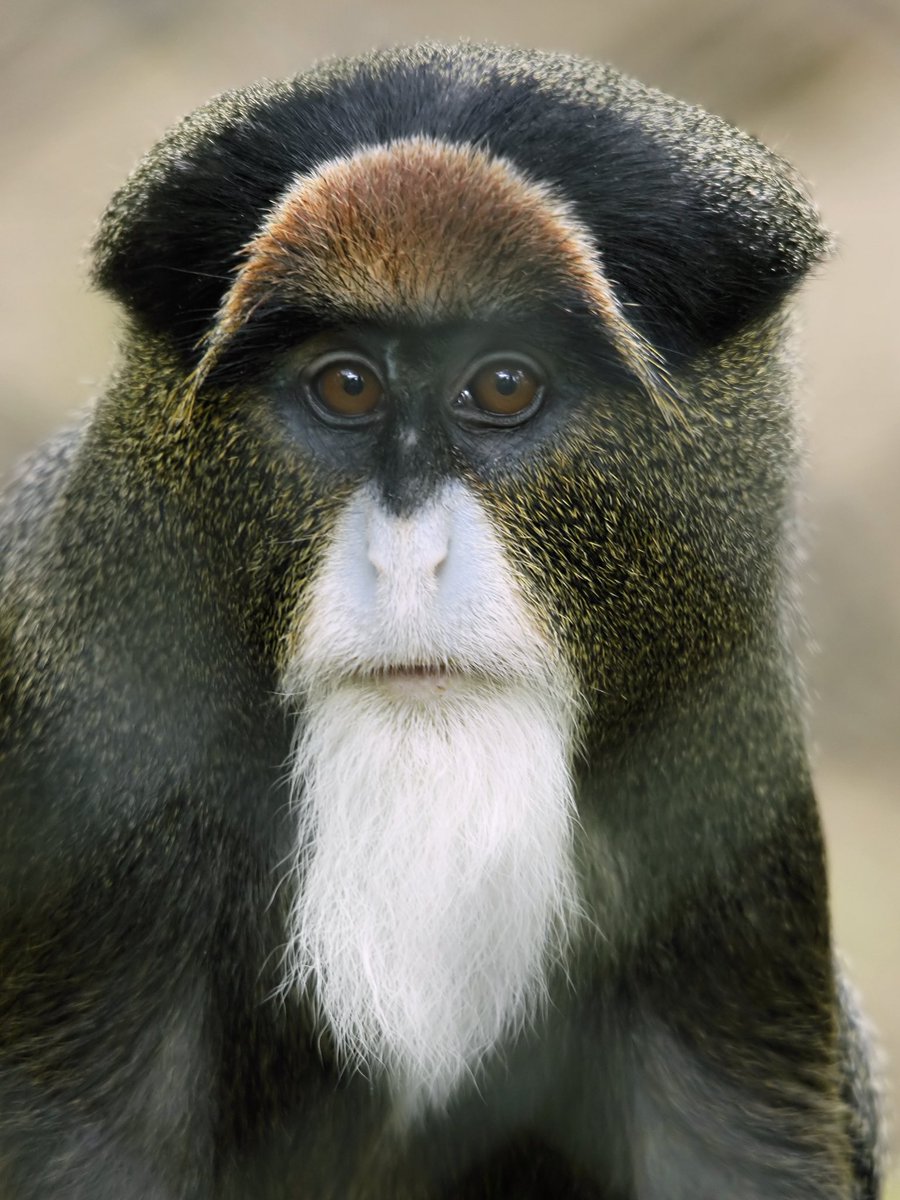 archaicsmiling's tweet photo. i would break down  and cry if i stared into this monkey’s eyes for too long https://t.co/gyRCVelH6K