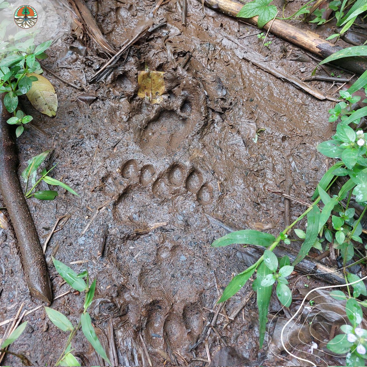 Selamat pagi Sobat Hijau, ada yang tahu ini jejaknya siapa ngga?

#klhk
#satwakita
#ayoketamannasional