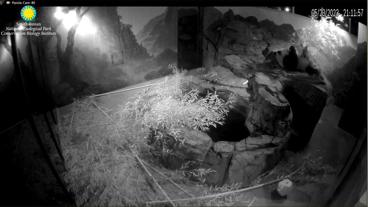 PookieDigi4Ever's tweet image. I HAVE THE #PandaCam BACK!!!!!!!!!! Happy Happy, Joy Joy!! (you have no idea how much I needed to see my little Cheej tonight)
