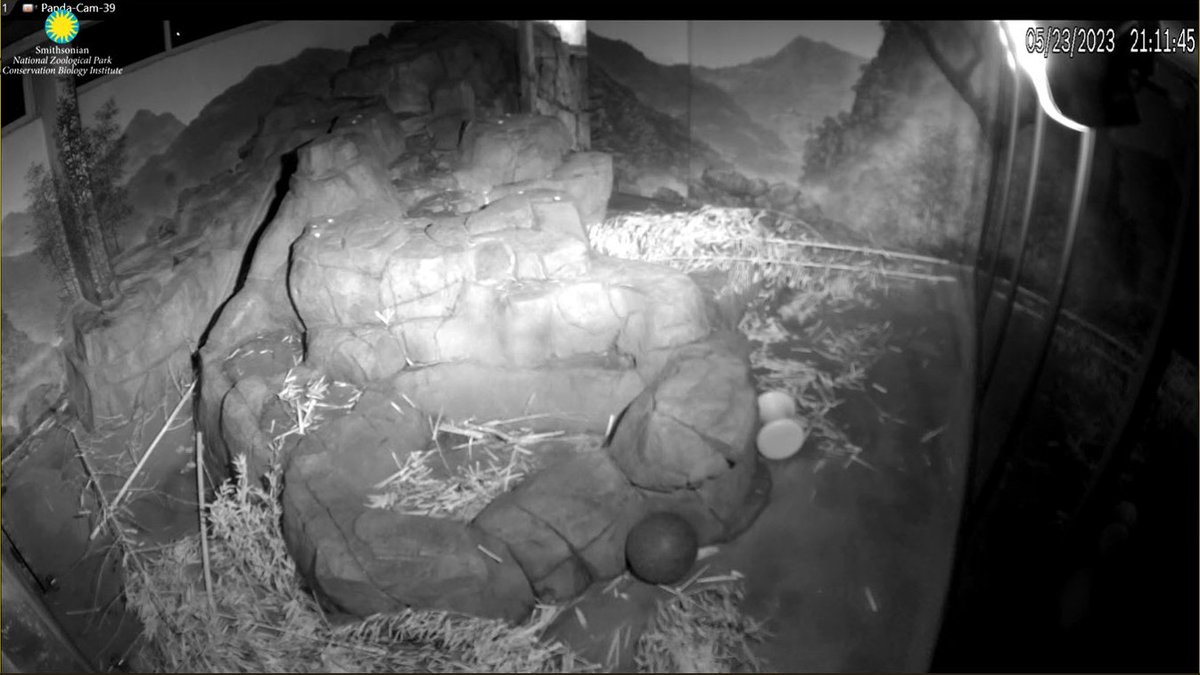 PookieDigi4Ever's tweet image. I HAVE THE #PandaCam BACK!!!!!!!!!! Happy Happy, Joy Joy!! (you have no idea how much I needed to see my little Cheej tonight)