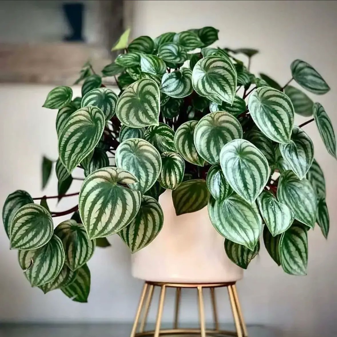 Don't put me on a pedestal 🌿

📸 IG magical plants