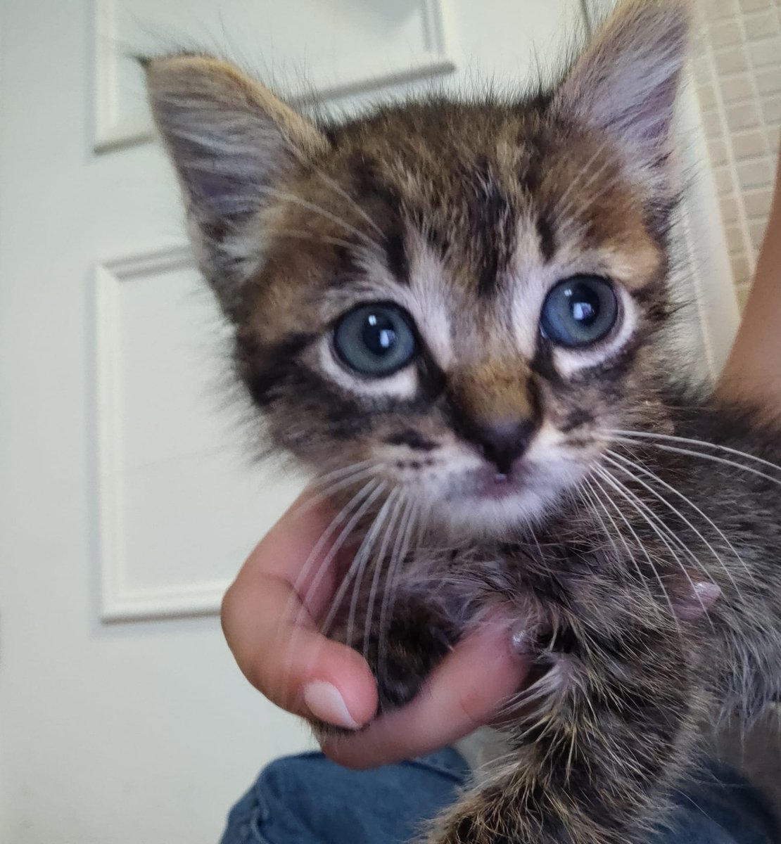 jar_963's tweet photo. Se les busca casa, los gatos se encuentran en Jerez de la Frontera (Cádiz) han ido al veterinario y están bien, interesados al md, y se agradece la difusión. https://t.co/tc0LD7HHmv