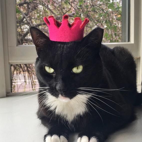 piwoncats's tweet photo. https://t.co/5rFNNZdj76