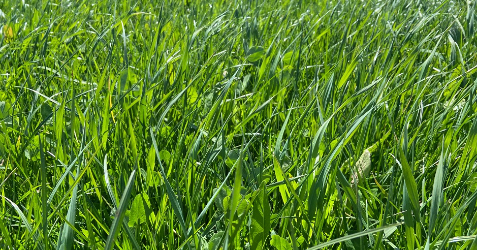 dlf_nl's tweet image. 🌿 Wat moet je zaaien op een bufferstrook? Ontdek onze speciaal ontwikkelde mengsels, ideaal voor het verrijken van bufferstroken met kruiden en het bevorderen van biodiversiteit. 

Lees meer: ow.ly/4saU50Ot1my

 #Bufferstroken #Kruiden #Biodiversiteit #DLFBufferMix