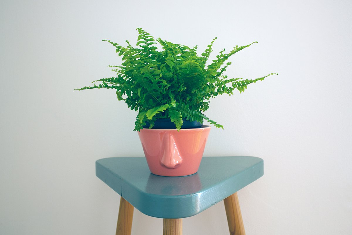 💚Morning! May your week be green, healthy and happy - it's always up to you 😉🌞

#dedalpt #madetheheartway #madeinportugal #happyhome #happymoments #portugueseceramic #naso #planter #fern #greenery #greenhomes #fernaddicted #bestgift #melhorpresente #bestpresent