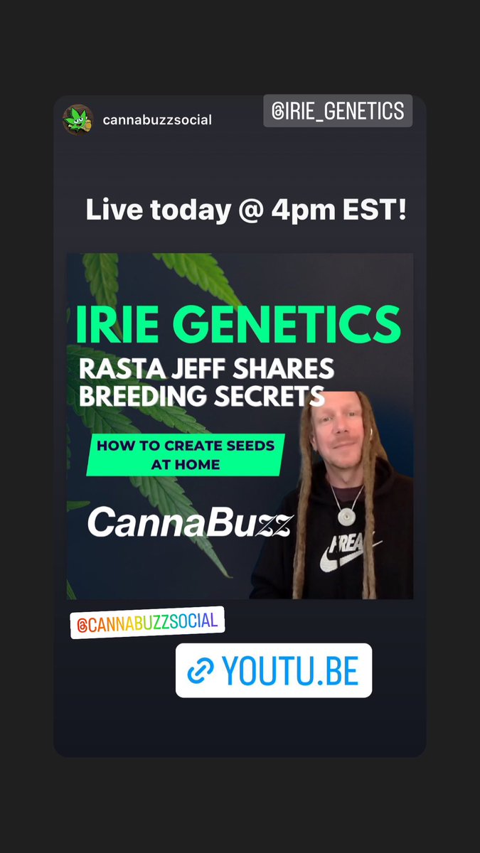Learn To Breed At Home! Irie Genetics Rasta Jeff breaks it down and makes it doable. Do not Miss this one great knowledge being shared and five tons of Growers Love! <a href="/IrieGenetics/">Irie Genetics</a> <a href="/CannaBuzzApp/">CannaBuzz</a>