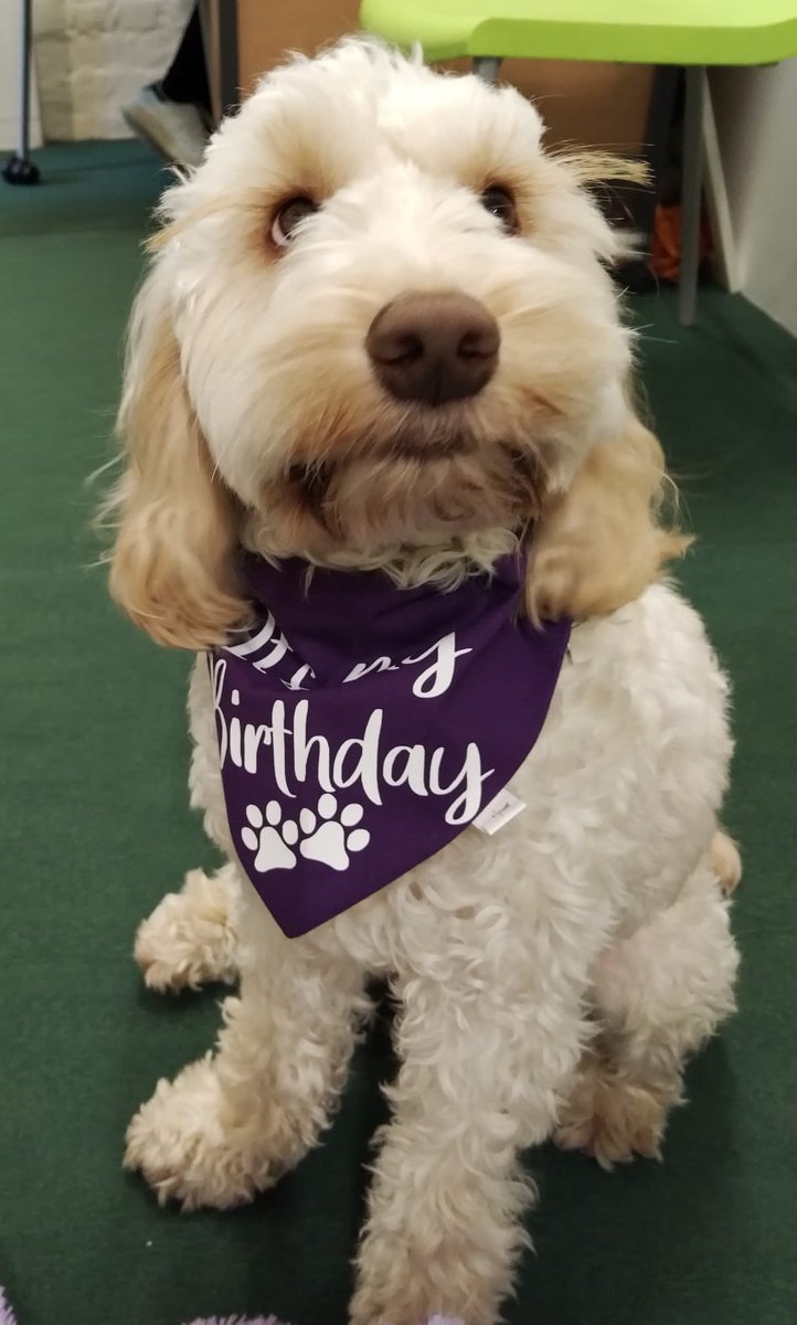 Happy Birthday to SSq legend Teddy who celebrated his special day yesterday. Thanks for helping us all with our anxiety and worries this week and every week! #MentalHealthAwarenessWeek #TeamSSq #MoreThanASchool