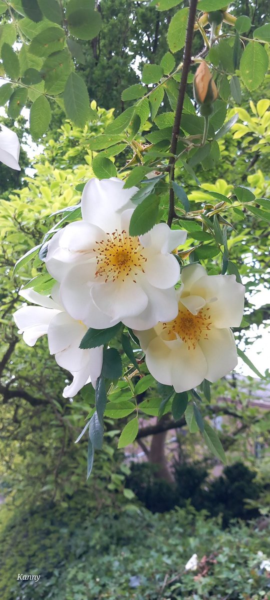 ClaudiaMelissen's tweet photo. #RoseWednesday https://t.co/YRoGcu6fjs