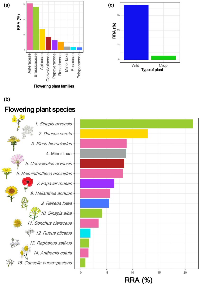 Environmental variables and species traits as drivers of #wildBee #Pollination in intensive #agroecosystems—A #metabarcoding approach. from IMAgHO project funded by <a href="/AgenceRecherche/">ANR - Agence nationale de la recherche</a> w/ <a href="/MarinaQuerejeta/">Marina Querejeta</a> &amp; <a href="/ZA_PVS/">ZA_PVS</a> onlinelibrary.wiley.com/doi/10.1002/ed…