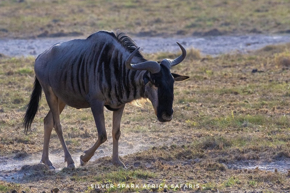 Amboseli National Park.  

📷: Blue Wildebeest 💙 

#visitkenya #travel #tourism #kenya #traveling #tour #explore #naturephotography #vacations #natgeotravel #magicalkenya🇰🇪 #africa #safari #tripadventure #SilverSparkAfriaca #touroperator #magicalkenya #wildlifeprotection