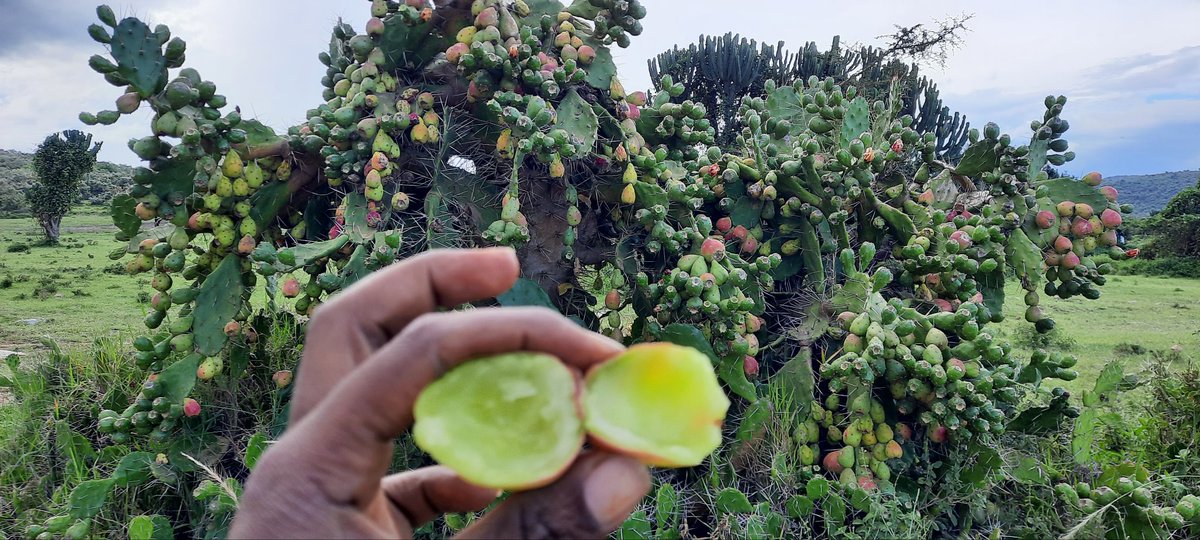 Foraging on cactus fruits in Maasai Mara.
Cactus fruit is an excellent source of micronutrients including magnesium, iron, potassium, calcium, Vitamin C and B6.
#foraging #cactus #cactusfruit