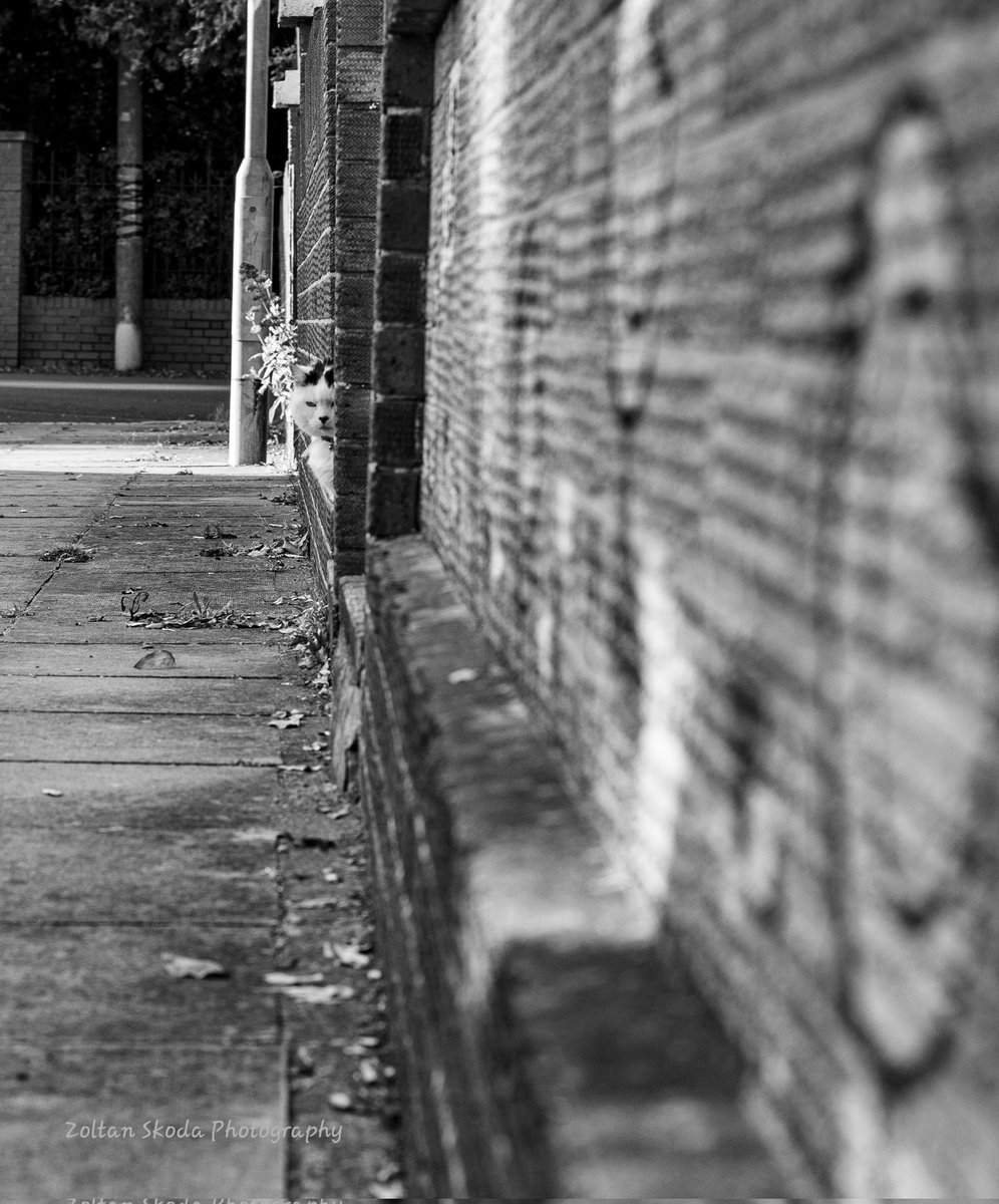 Somebody watching 👀. #streetphotograpy #catphotography #bw_mania #bwphotography #bw #bnw #bnwmood #bnw_addiction #bnwart #bwphoto #blackandwhite #blackandwhitephoto #blackandwhitecat #blackandwhitephotography #tuxedocat #catphoto #picoftheday #photooftheday #cat #watching  #50mm