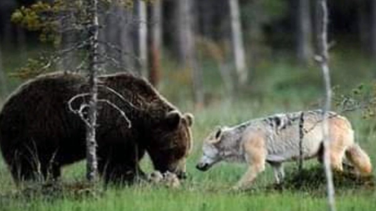 Nel nord della Finlandia <a href="/lassirautiaine/">Lassi Rautiainen</a>, #SusanBrookes e #StaffanWidstrand, hanno documentato la rara collaborazione tra un lupo grigio femmina e un orso bruno maschio: da anni condividono ogni pasto, cacciando e dormendo assieme. #SonoAnimali #23maggio #Amicizia #Orso #Lupo