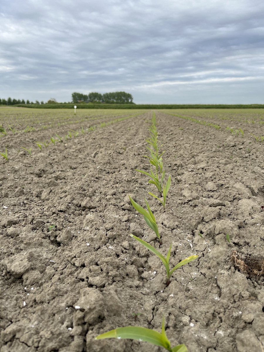 PhilipBuijck's tweet photo. #onkruidbestrijding in de #mais is op sommige percelen al aan de orde. #mesotrione uit #Calaris en #Callisto is een belangrijke component voor de bestrijding van aardappelopslag en breedbladigen. #kleineonkruidenruimjemakkelijkeropdangrote https://t.co/GGL0T2bqLf