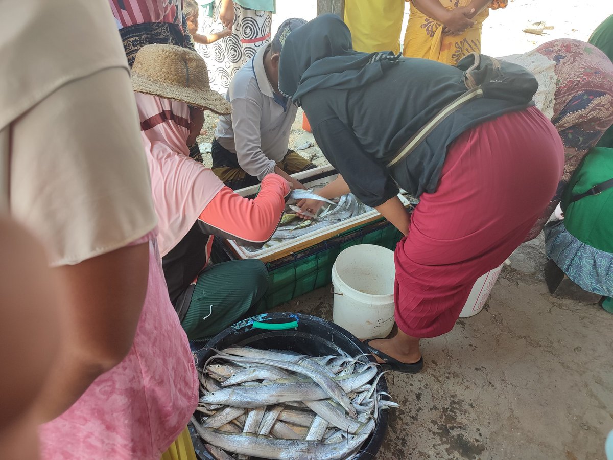 13Citranf's tweet photo. Senin(22/05), Citra NF, Luhkan #Pmekasan,  di pbk Moh Tusi, KUB Jaya Abadi Tlesah, Ds Tlesah, melaporkan tangkapan cumi sbnyk 7 kg, hrg 40rb/kg, layur 8 kg, hrg 20rb/kg dan dorang 14,5 kg, hrg 40rb/kg dg alat dogol
#GiatLuhkanSatminkalBwi
#luhlapor 
#produksi 
@bppp_banyuwangi https://t.co/voGSNXdudY