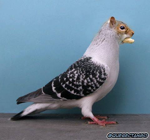 Howl_Sarah's tweet photo. Anyone wondering about a gift for my birthday, I'd like a couple of these, please. #squigeon #birdall #squird https://t.co/BYrZqukKW3