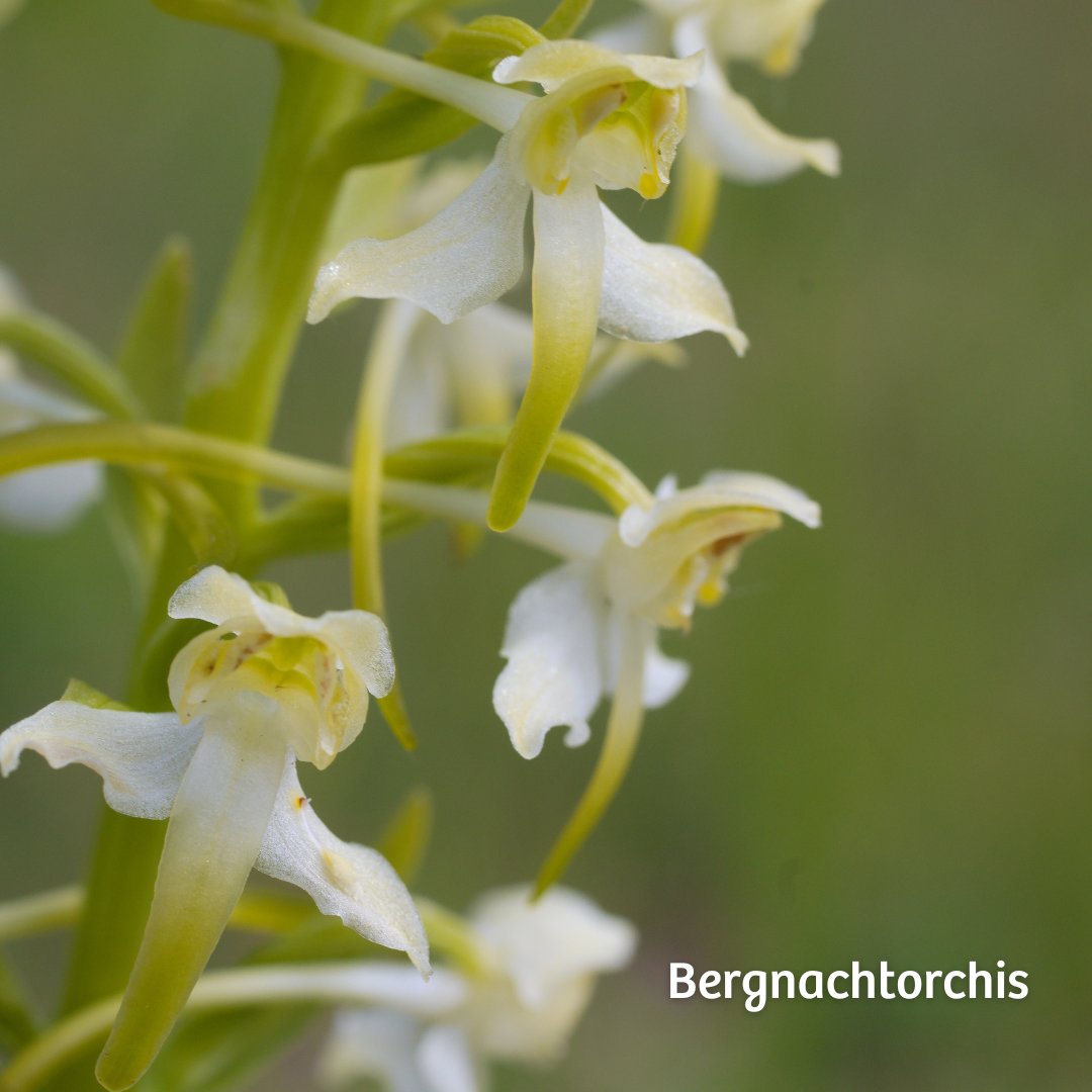 Wist je dat Nederland ook orchideeën kent? 🌸Deze bloemen zijn niet alleen een lust voor het oog, maar spelen ook een belangrijke rol bij het aantrekken van insecten.🐝 Als je er dus 1 tegenkomt, laat hem dan vooral staan zodat we nog lang kunnen genieten van deze bloemen.