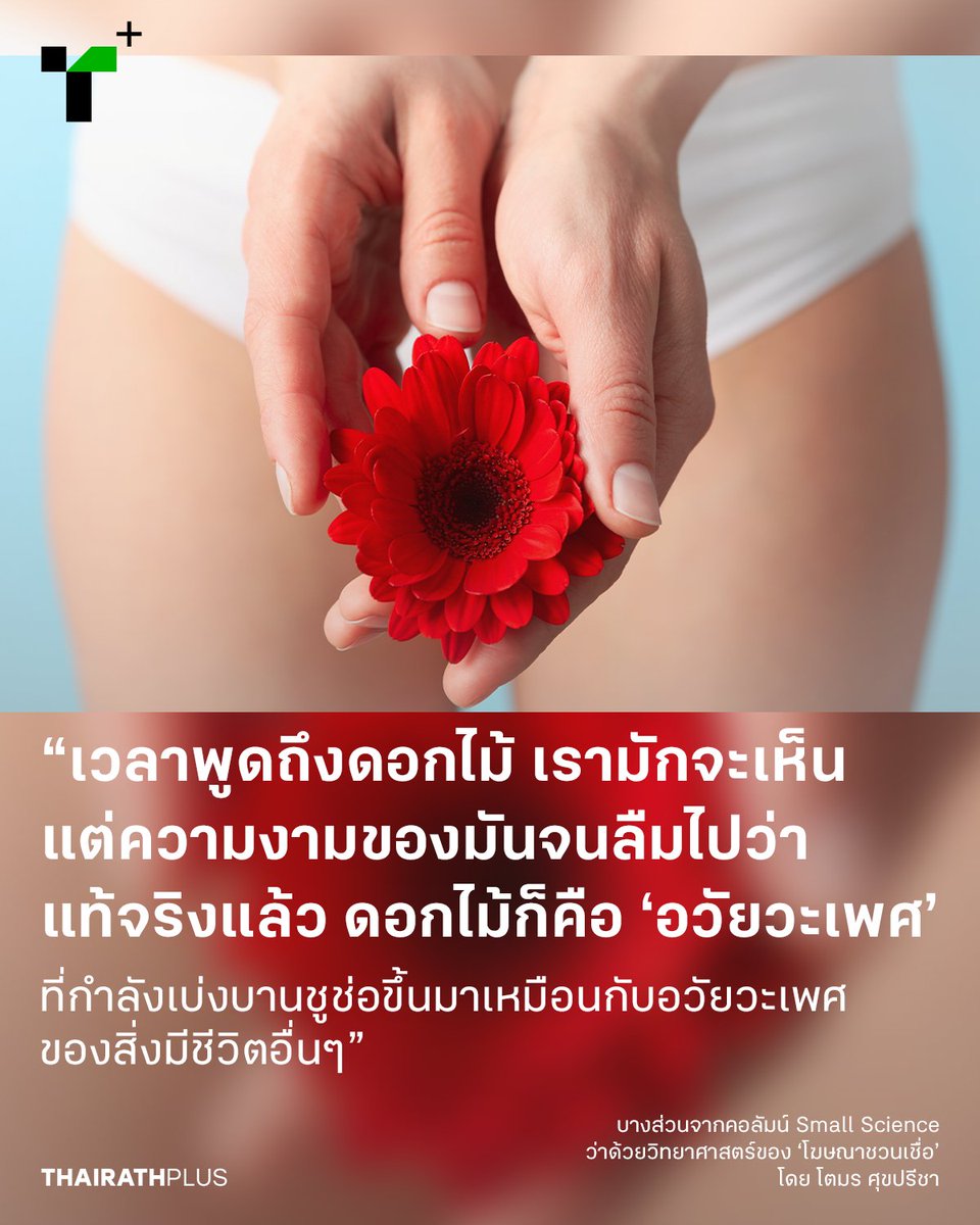 thairathplus's tweet photo. คอลัมน์ #SmallScience ของ โตมร ศุขปรีชา เล่าถึงวิทยาศาสตร์ที่อยู่เบื้องหลัง ‘ดอกไม้บาน’ ที่เต็มไปด้วยการชุมนุมของ ‘ศาสตร์’ หลากหลาย จากการตอบสนองต่อช่วงแสง, ความสมดุลของฮอร์โมนสองชนิด ไปจนถึงแมลงที่เป็น ‘ตัวกลาง’ ในการผสมพันธุ์

https://t.co/cG5BhppVWg

#ไทยรัฐพลัส #ThairathPlus https://t.co/O6DxNZLUDT