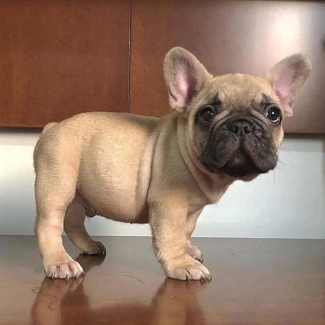 #bulldoglover #bulldog #bulldoglover #dogsoftwitter