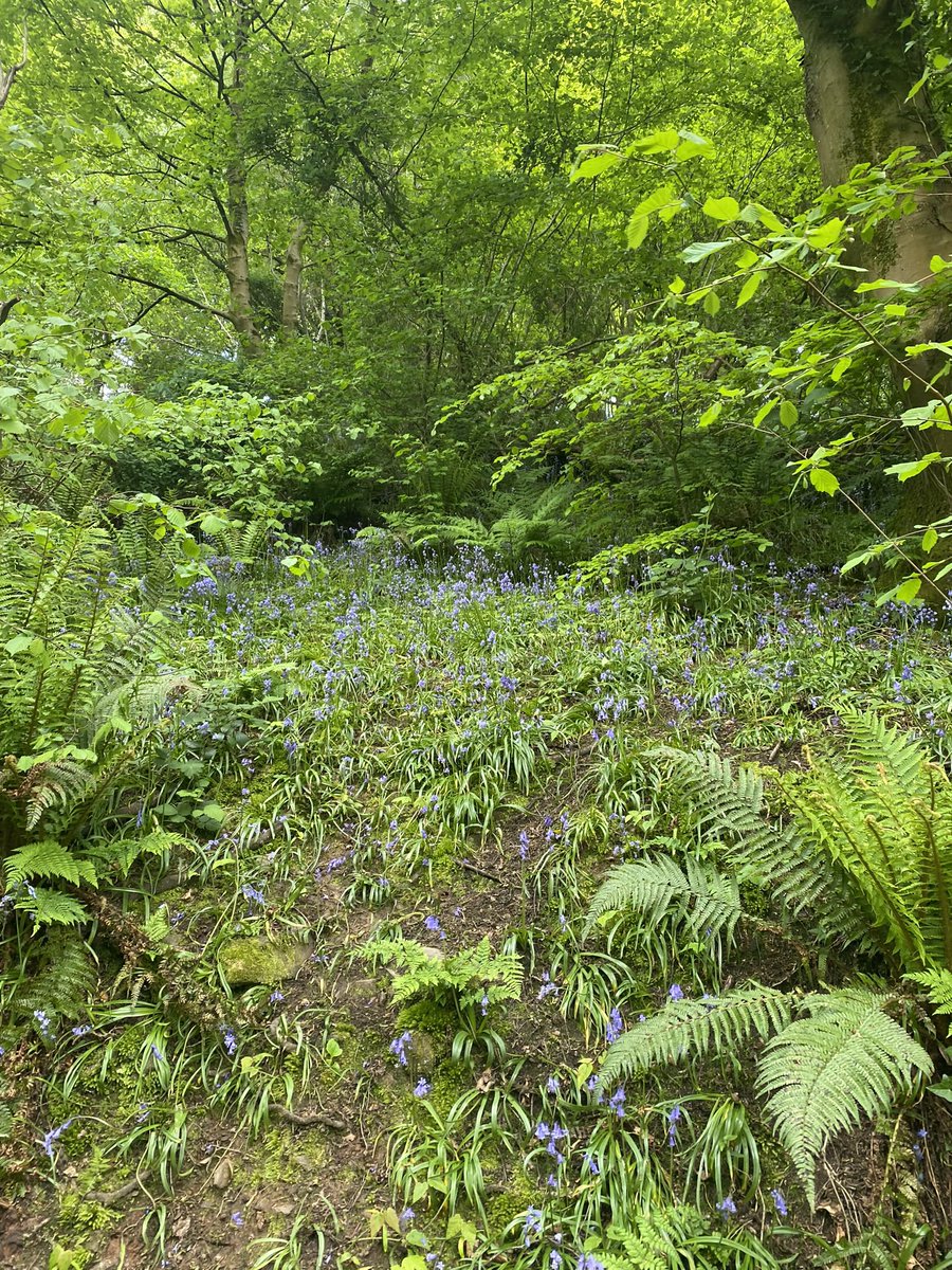 SMEWNI's tweet image. Really enjoying #movemoreMay @NHSCTrust steps challenge. Love that it’s beautifully timed with bluebell season in some of my favourite places.  Also feeling the pressure as I email in my step count every Monday! 🫣📈
