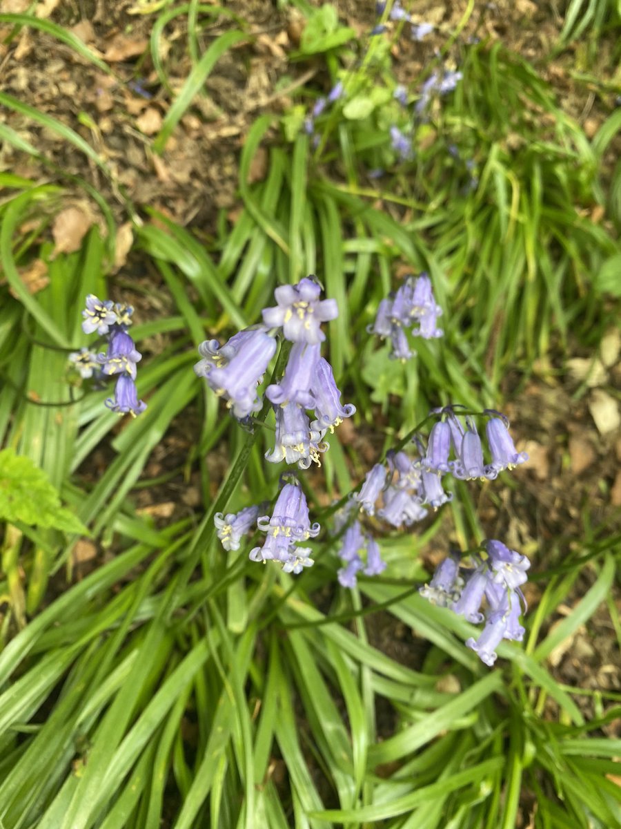SMEWNI's tweet image. Really enjoying #movemoreMay @NHSCTrust steps challenge. Love that it’s beautifully timed with bluebell season in some of my favourite places.  Also feeling the pressure as I email in my step count every Monday! 🫣📈