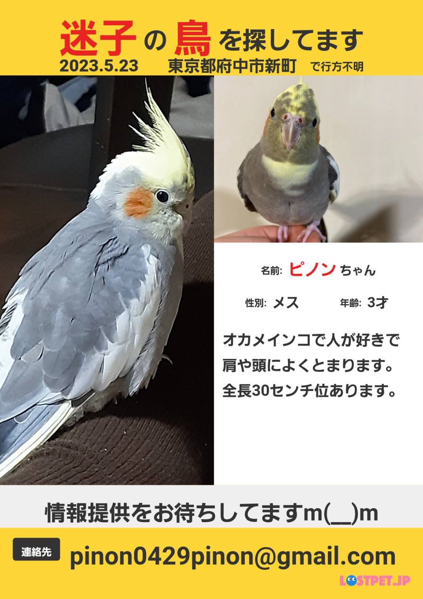 pl_lns's tweet photo. 迷子のインコを探しています💧
保護してくださった方、見かけた方いらっしゃいましたらご連絡お願いします🙇🏻‍♀️
府中警察署には届出済みです。
#いんこ #インコ #オカメインコ
#インコ迷子 #東京都 #府中市 #新町 https://t.co/pL9agtUXbC