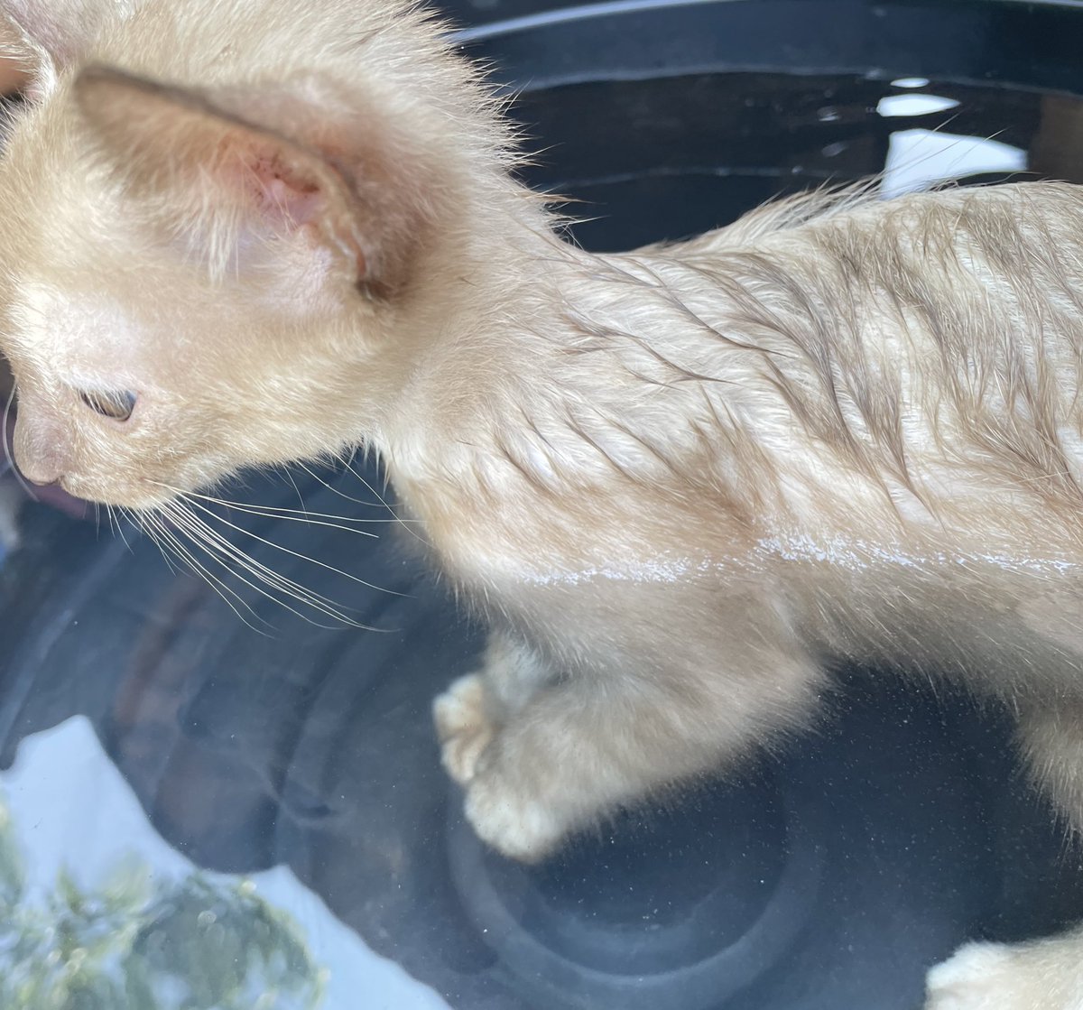 มีใครทำได้มั่ง แมวเราชอบแช่น้ำ อิจฉาปะ🥰