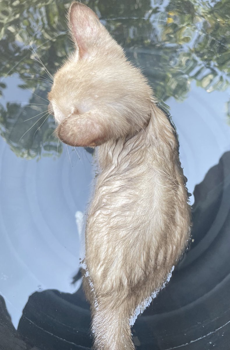 จูเอ้ว บริษัทหัตถการ tweet media